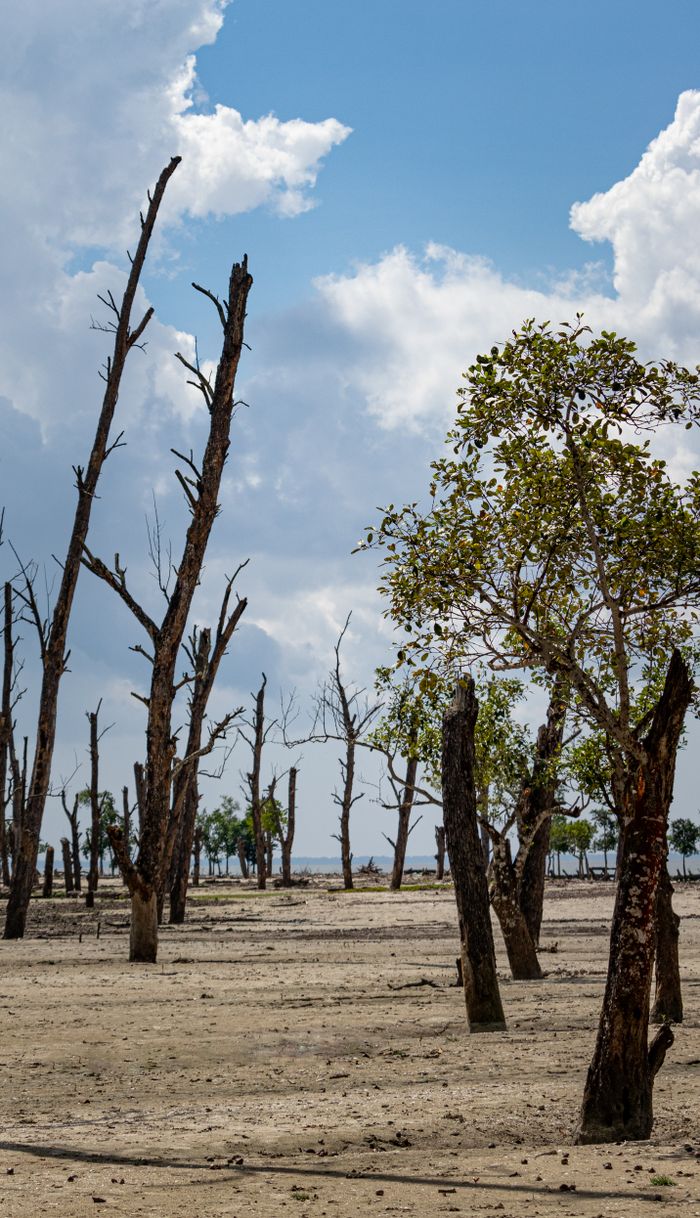 A barren landscape with dry trees and a sandy foreground beneath a cloudy sky.