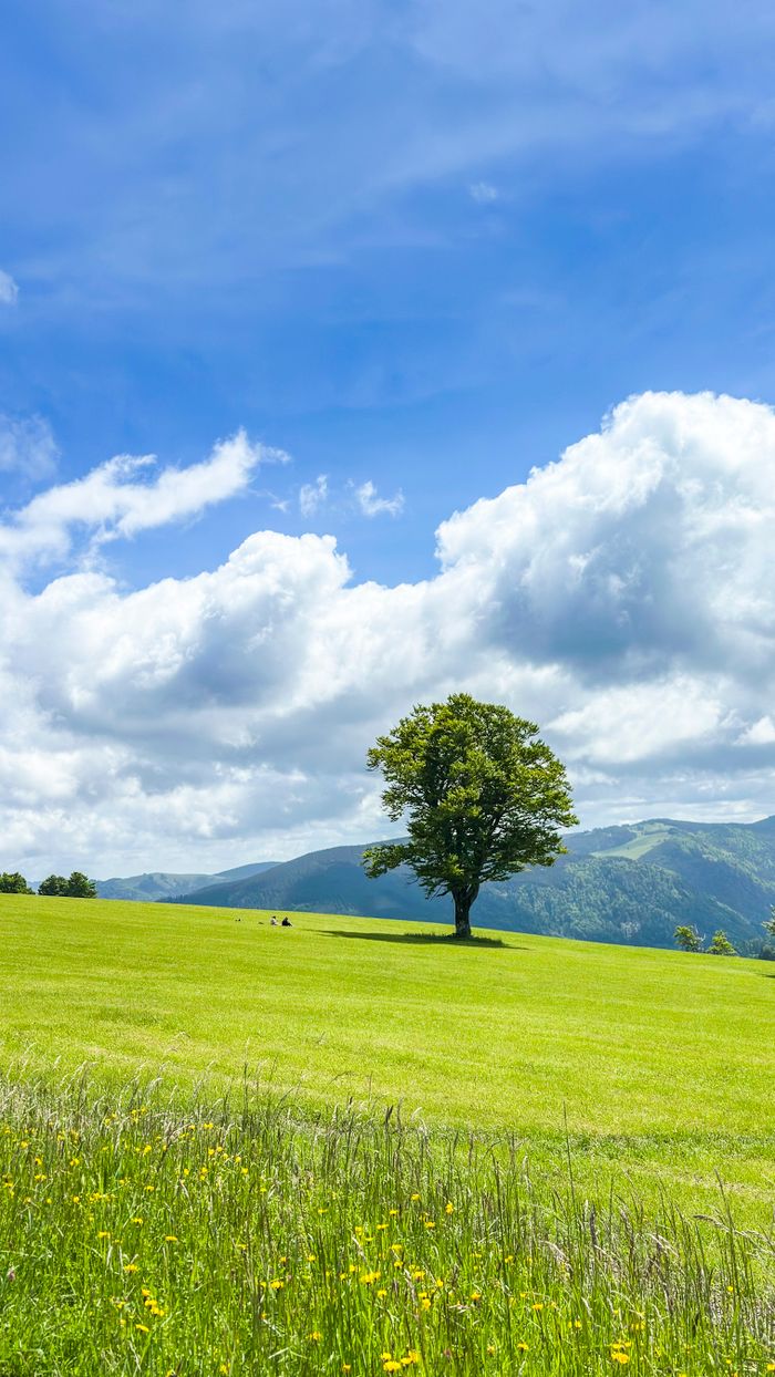 A solitary tree stands in a lush green meadow against a bright blue sky with fluffy clouds.
