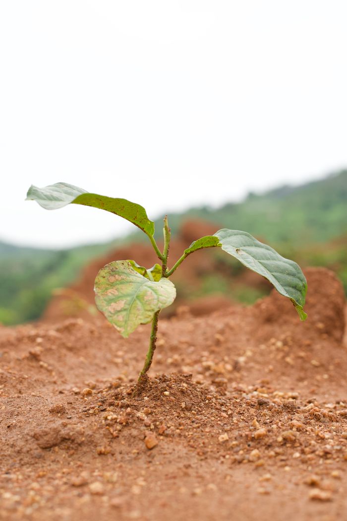 A young seedling growing in sandy soil in Nigeria, symbolizing new life and sustainability.