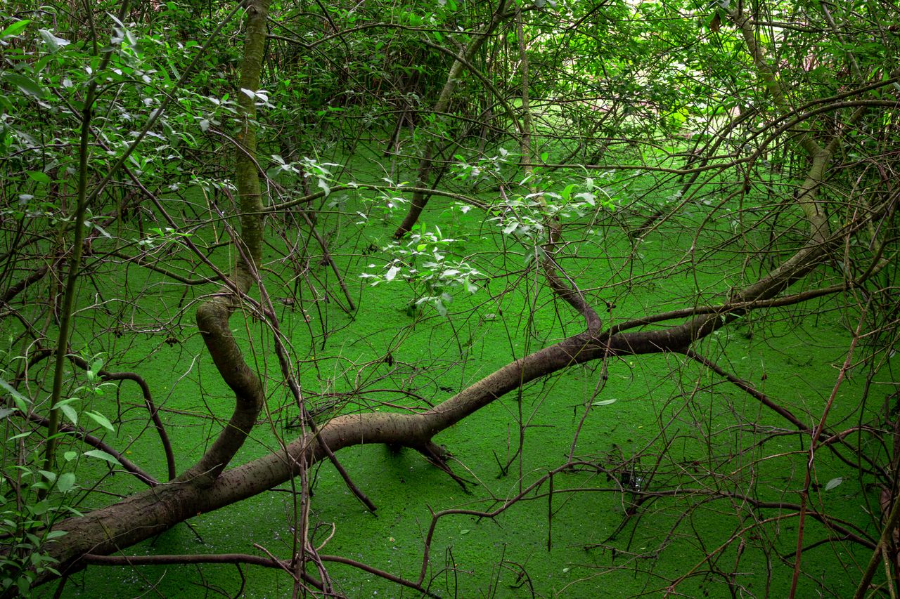 Tranquil forest scene with vivid green algae and tangled branches.